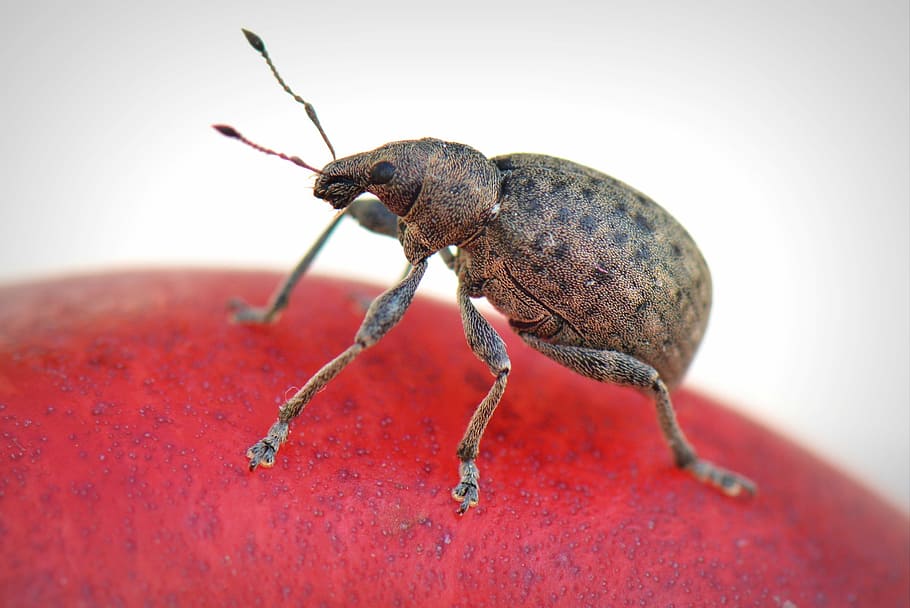 brown and black weevil on red surface, bug, animal, macro, beetle HD wallpaper