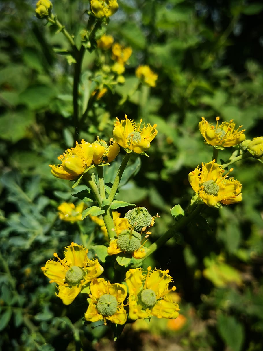 yellow flower, ruda, shrub, medicinal plant, flowering plant, HD wallpaper