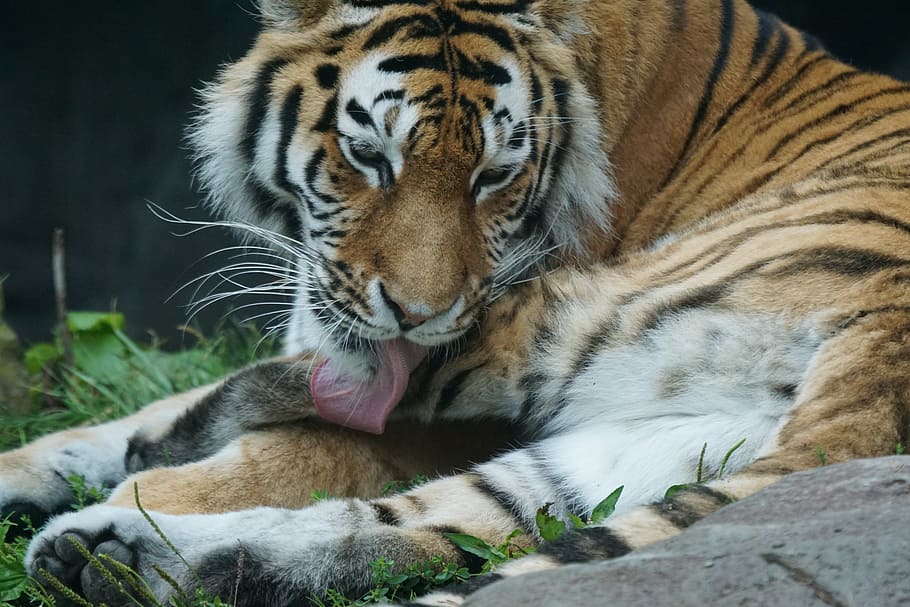 tiger, care, predator, animal, carnivore, wildlife, undomesticated Cat HD wallpaper