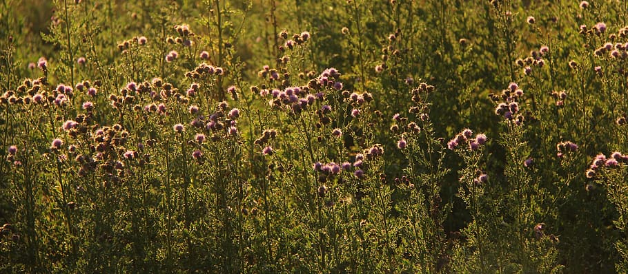 nature, grass, outdoor, environment, sunny, park, flora, countryside HD wallpaper