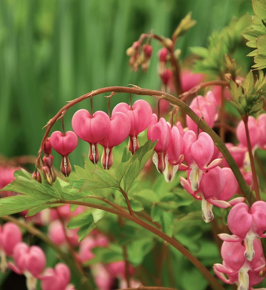 pink bleeding heart flower in selective focus photography, spring