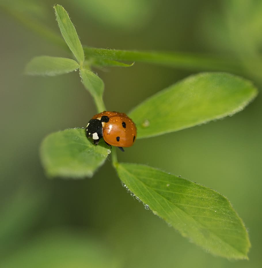 Ladybug, Beetle, Insect, Nature, lucky charm, red, close, points HD wallpaper