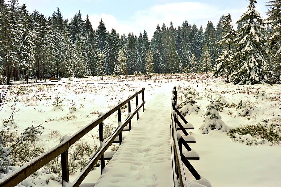 Winter, Bridge, Railing, Snowy, trees, forest, oberhof, thuringia germany HD wallpaper