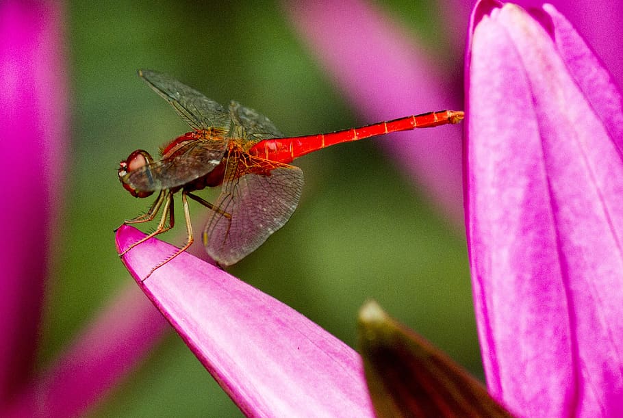 dragonfly, red, flower, animal themes, animal wildlife, invertebrate HD wallpaper
