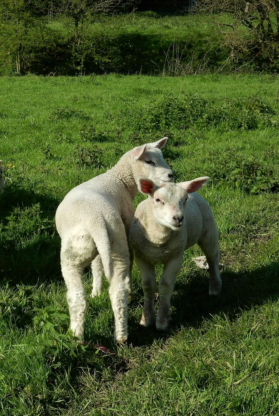 Lambs, Spring, Green, Nature, Animal, animals, sheep, young HD wallpaper