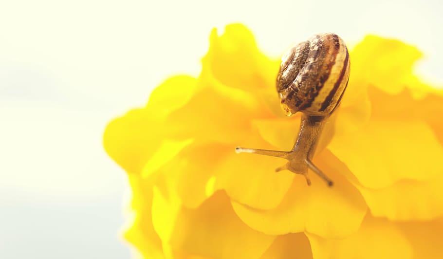 brown snail on yellow flower, shell, snail shell, close, slowly HD wallpaper