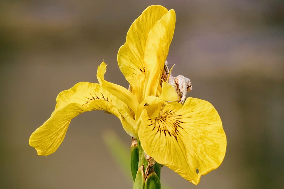lily, yellow, iris, bloom, garden, flower, blossom, nature HD wallpaper