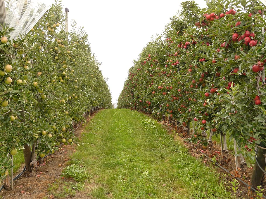 green grass pathway between plants at daytime, orchard, fruit HD wallpaper