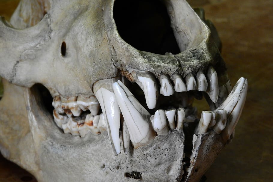 bear, ursus, skull, bones, teeth, jaw, animal Skull, animal Teeth HD wallpaper