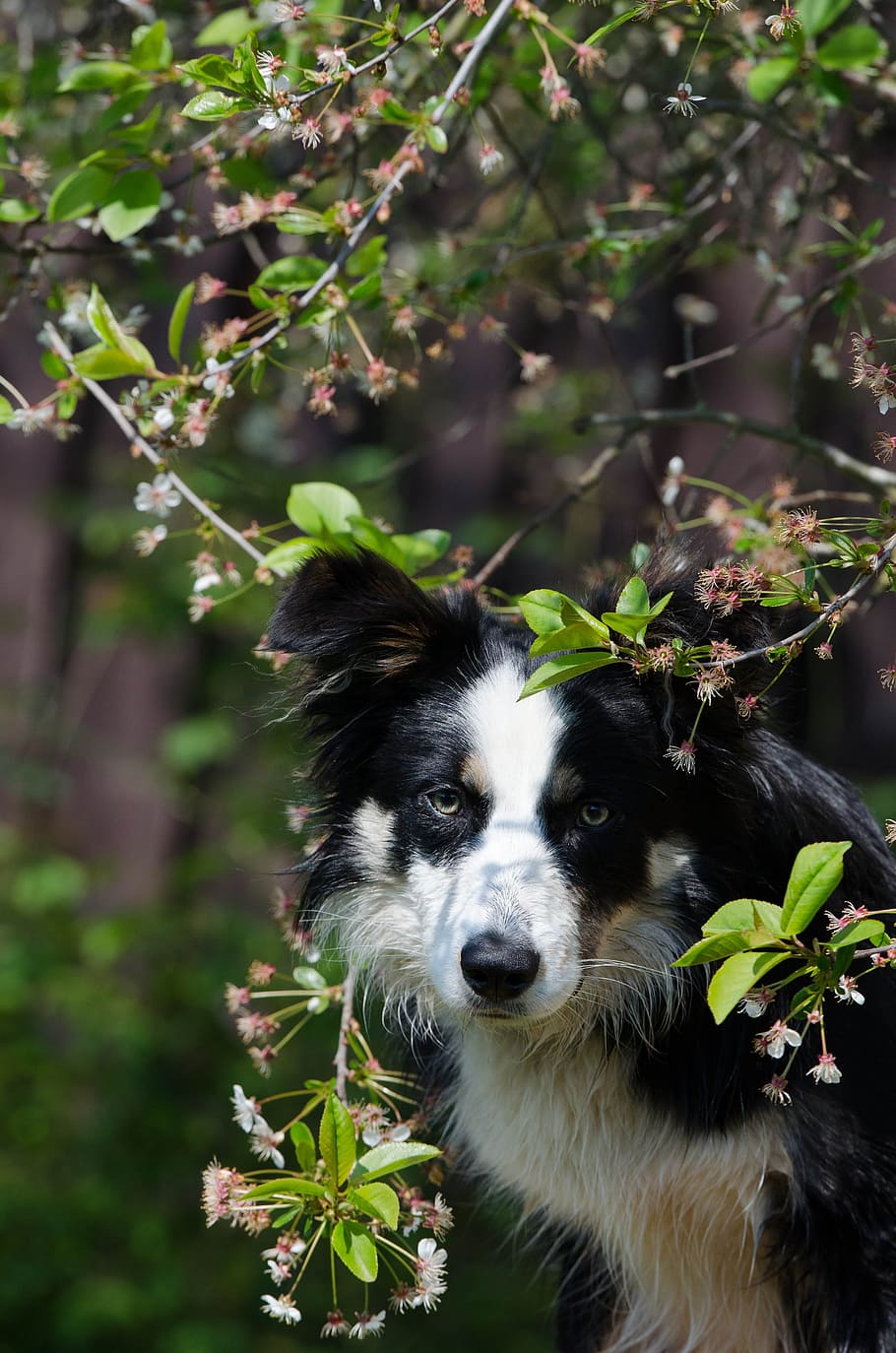 border collie, portrait, cherry, one animal, animal themes HD wallpaper
