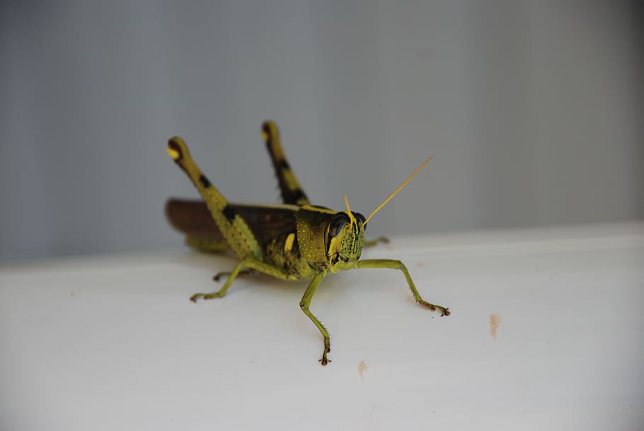grasshopper, ready, green, nature, bug, invertebrate, high focus HD wallpaper