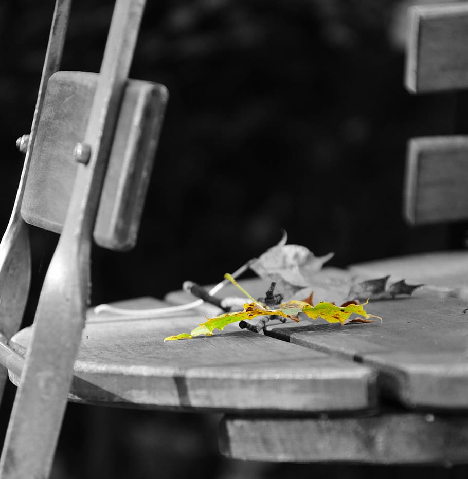 beer garden, leaf, autumn, maple leaf, yellow, black white HD wallpaper