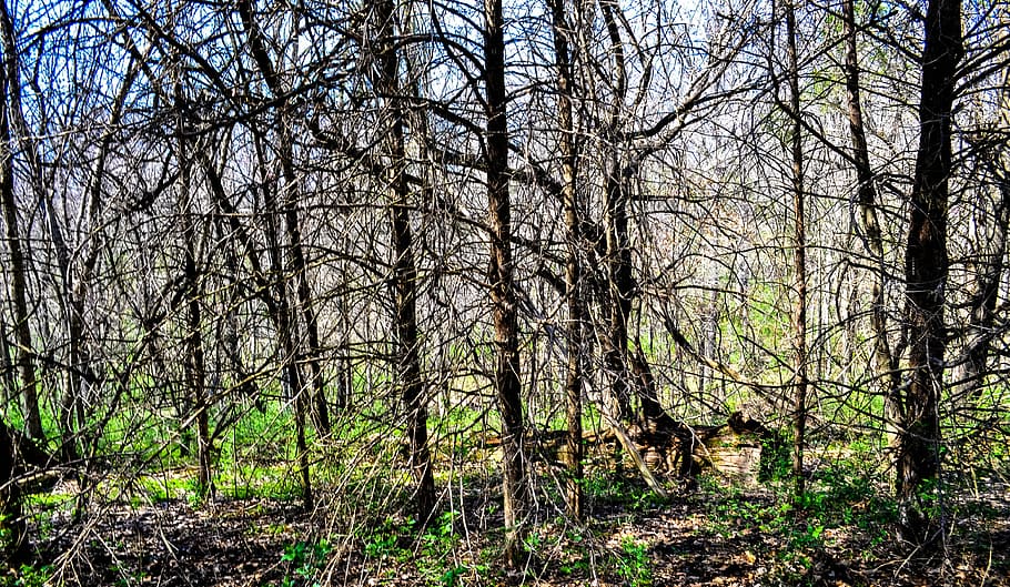 park, tree, nature, forest, outdoor, spring, leafless, garden HD wallpaper