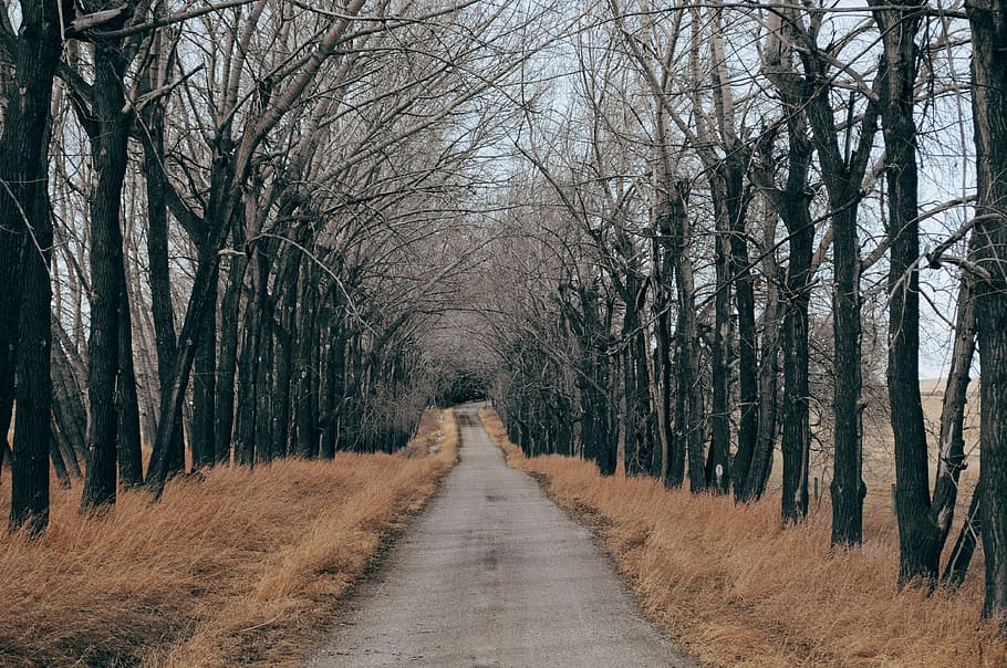 concrete road beside tree, empty road with black withered trees and grass at daytime HD wallpaper