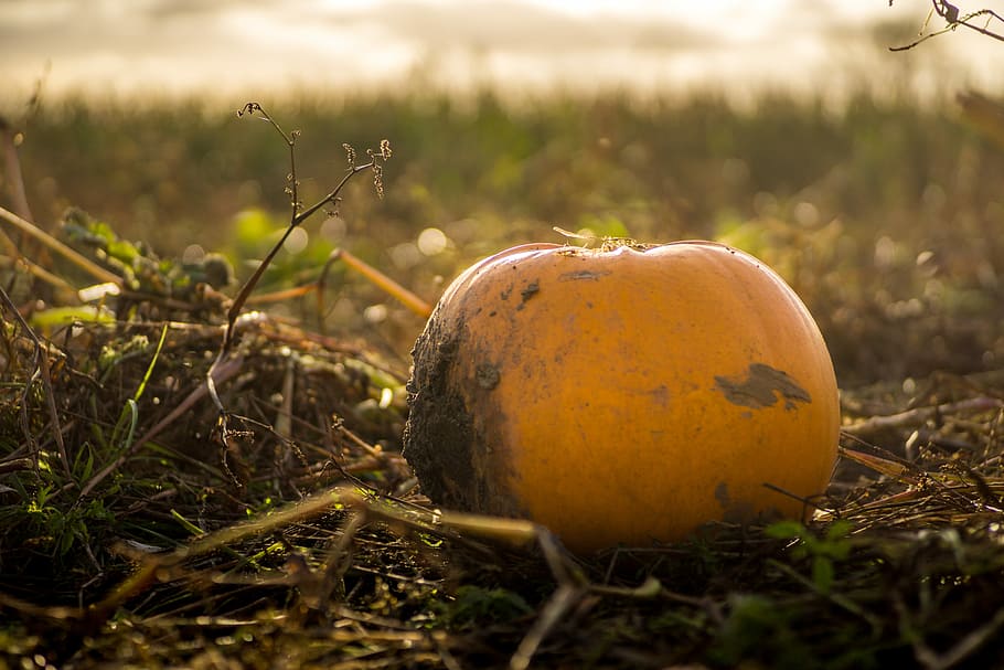 Autumnal Pumpkin, selective focus photo of squash, pumpkin patch HD wallpaper