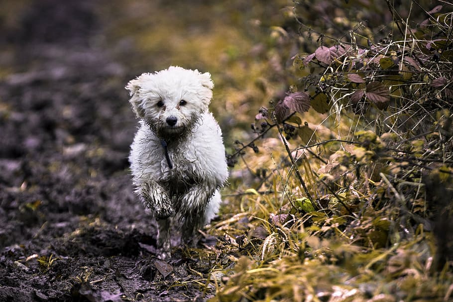 Maltese puppy running across mud, dog, pet, animal, cute, white, HD wallpaper