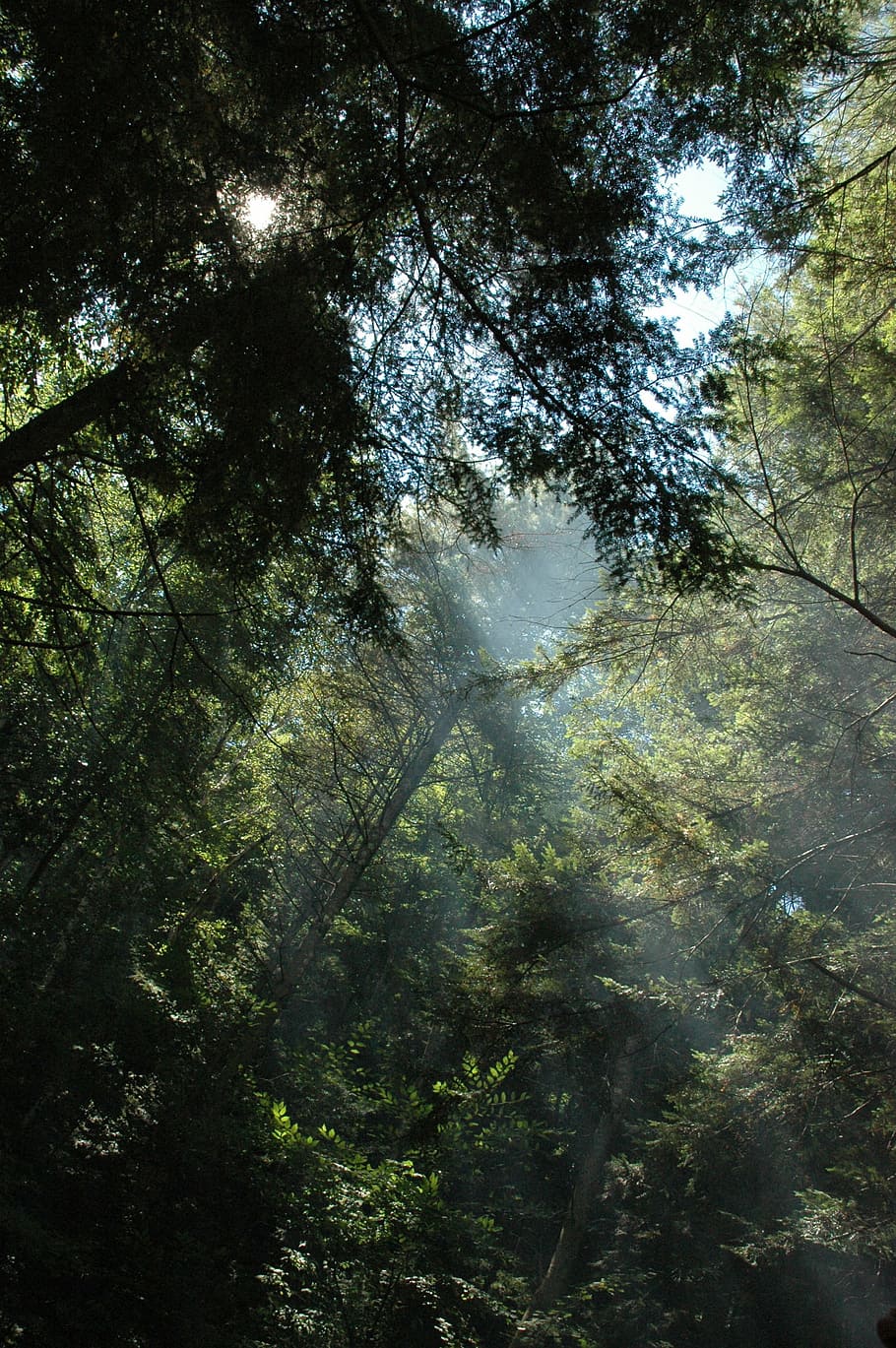 trees, sunbeams, forest, nature, landscape, scenery, vermont HD wallpaper