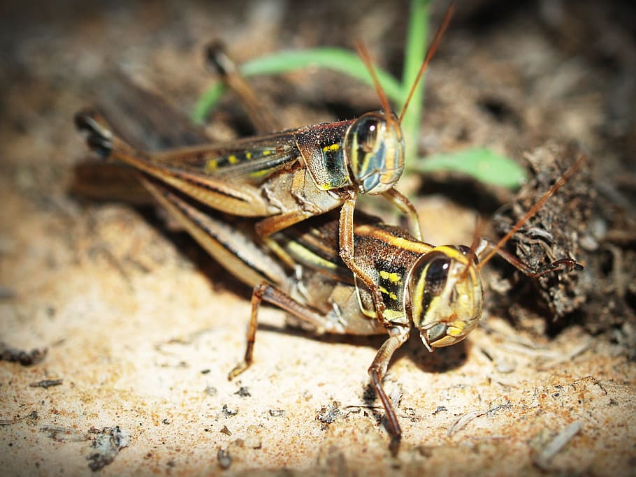 eyes, plant, blur, animals, antenna, background, bugs, close-up HD wallpaper