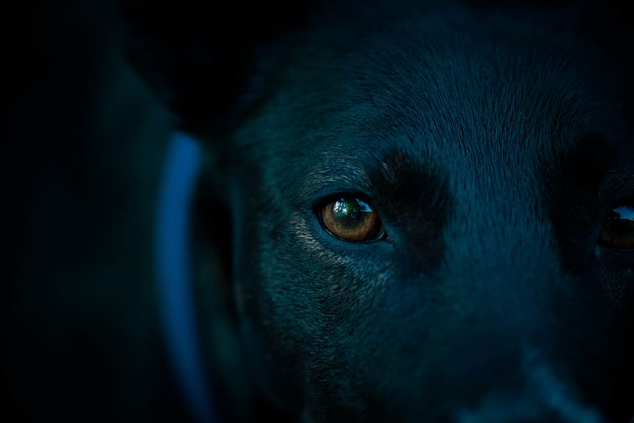 close-up photography of dog's right eye, dog head, pupil, dog look, HD wallpaper