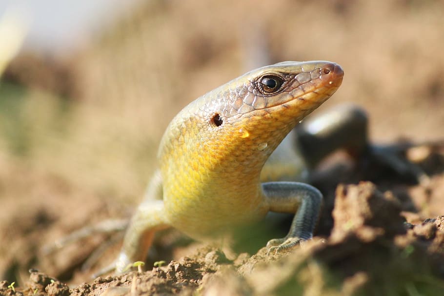 lizard, reptiles, lizards paddy, animal themes, animal wildlife HD wallpaper