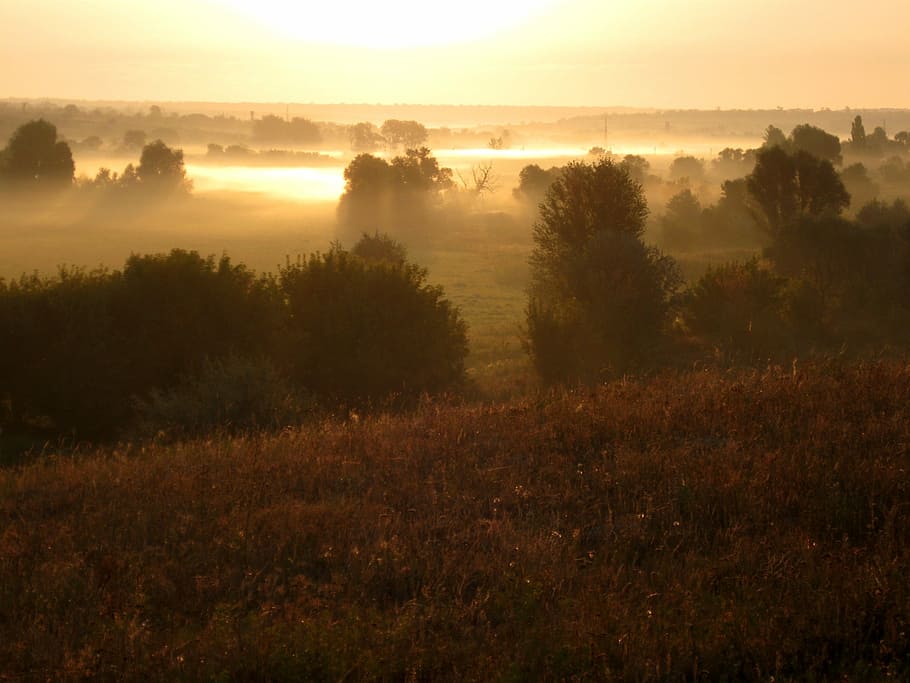 dawn, sunset, landscape, tree, tranquility, plant, tranquil scene HD wallpaper