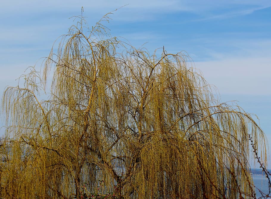 weeping willow, pasture, tree, gold, spring, sky, plant, nature HD wallpaper