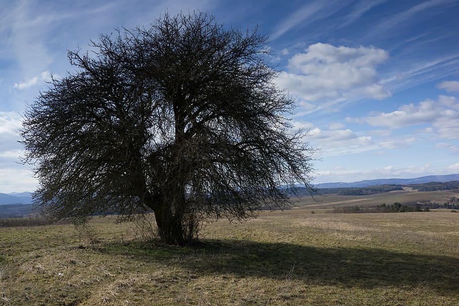 tree, early spring, priroda, country, dry grass, the clouds HD wallpaper