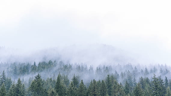 aerial photo of trees in front of mountain, pine trees under cloudy sky HD wallpaper