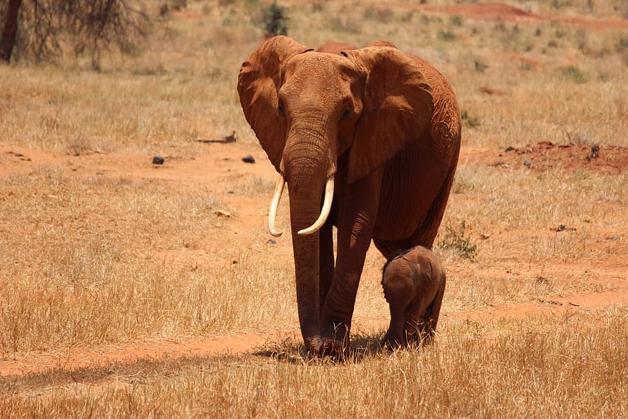 gray elephant, cub, kenya, tsavo, safari, africa, wildlife, nature, HD wallpaper