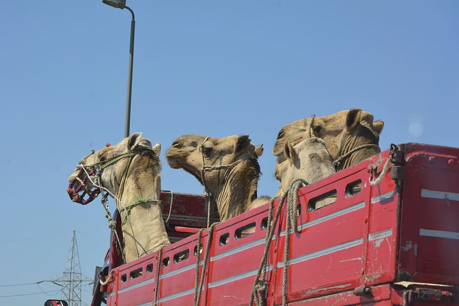 Camels, Egypt, Cairo, Old Man, arabic man, travel, tourism HD wallpaper