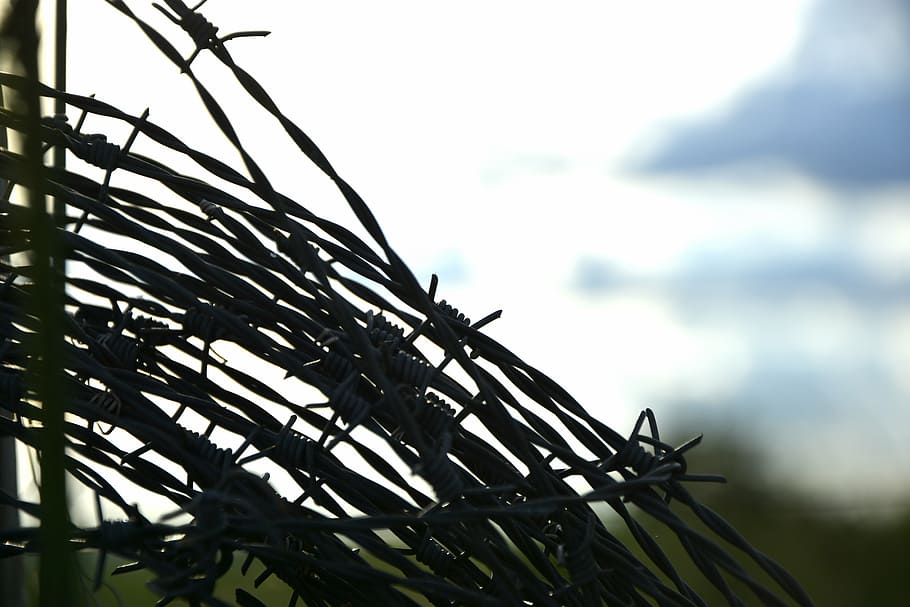 wire, about, farm, cattle, metallic yarn, barbs, barbed wire HD wallpaper