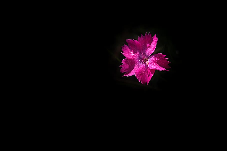 HD wallpaper: flower, pink, pink flower, carnation, small carnation,  dianthus | Wallpaper Flare