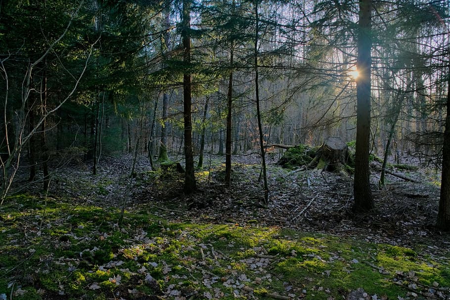 forest, light, tree, nature, landscape, the sun, shadows, rays of the sun HD wallpaper