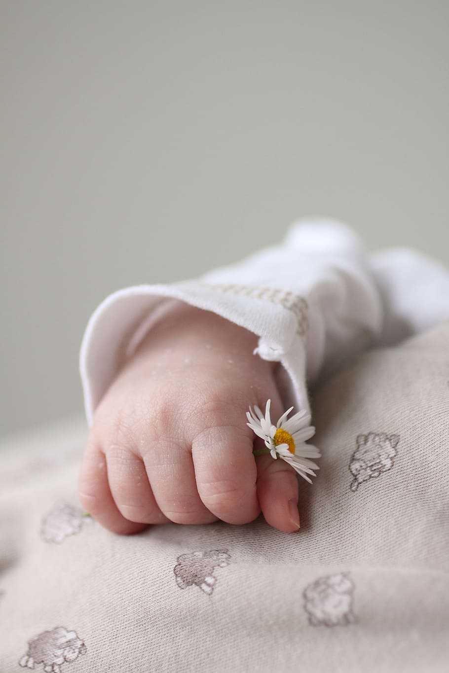baby holding chamomile flower, hand, small, human, newborn, human body part