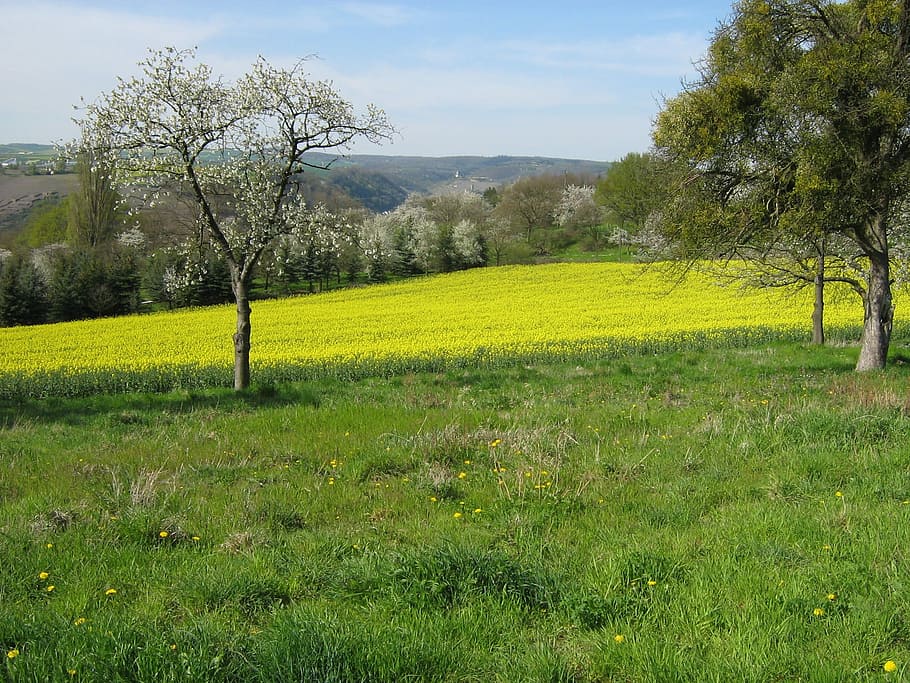 Nature, Bloom, Flower, Spring, Germany, field, agriculture HD wallpaper