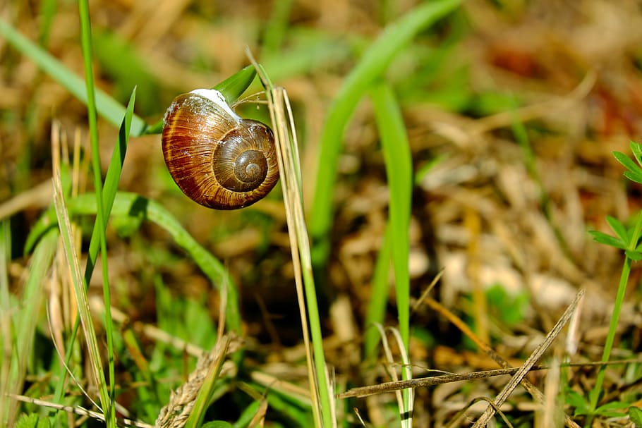 brown snail on green grass, shell, creature, animal, spiral HD wallpaper