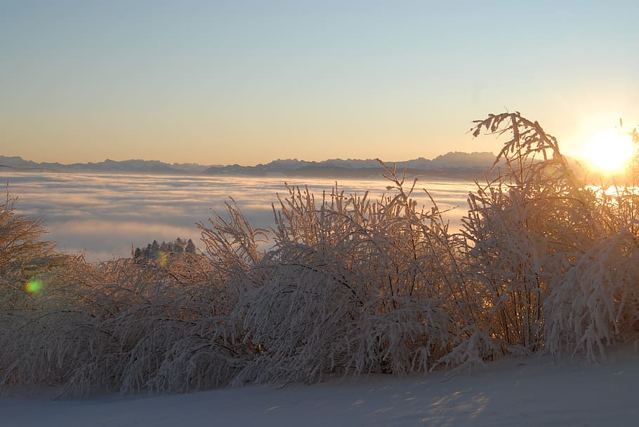 mood, winter, sun, snow, bush, back light, sky, beauty in nature HD wallpaper