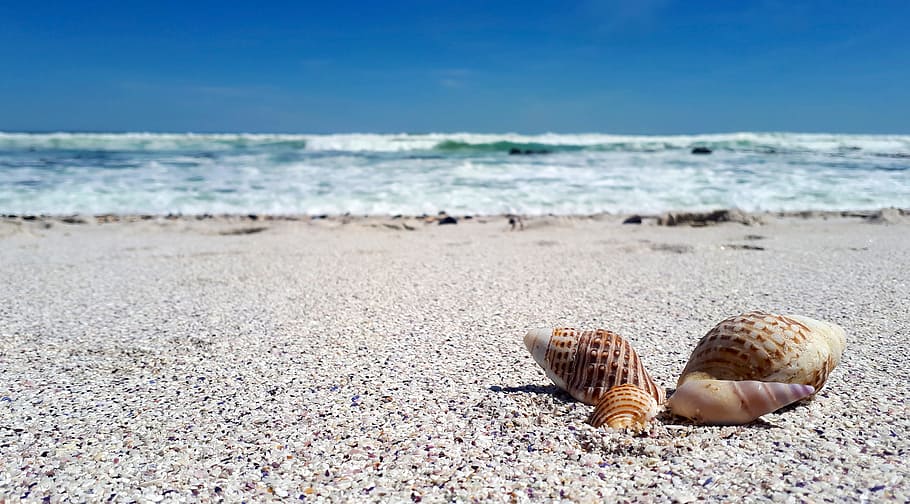 four beige seashells on seashore, beach, nature, summer, vacation HD wallpaper