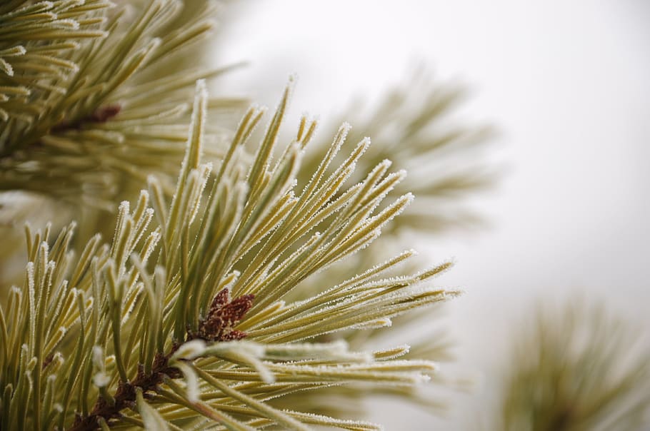 macro photography of green tree, pine, plant, unforgettable, frost, HD wallpaper