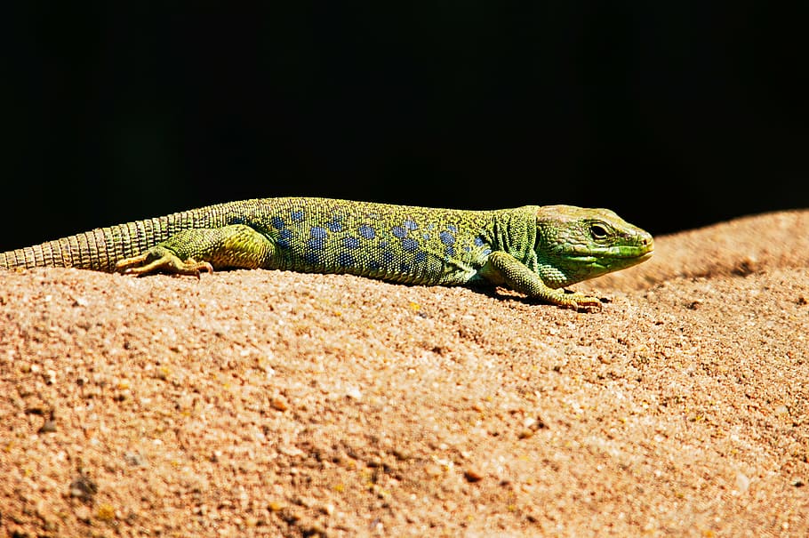 green lizard on brown sand, emerald lizard, animals, nature HD wallpaper