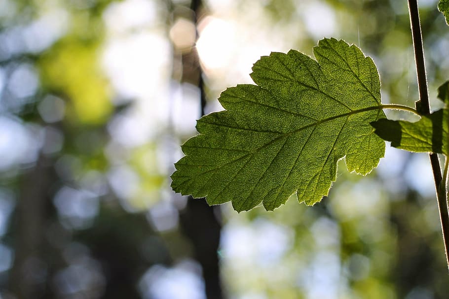 selective focus photography of green leaf, forest, seattle HD wallpaper