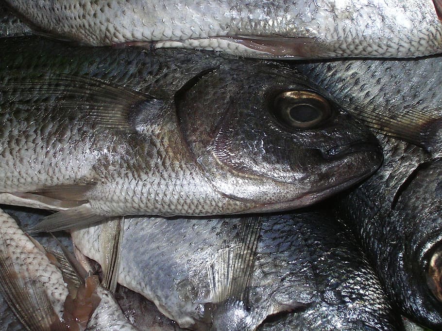 fish, trout, catch, bazaar, dead, eating, scales, silver, angler HD wallpaper