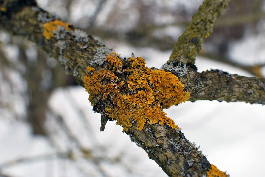 branch, lichen, nature, tree, wood, outdoors, environment, plant HD wallpaper