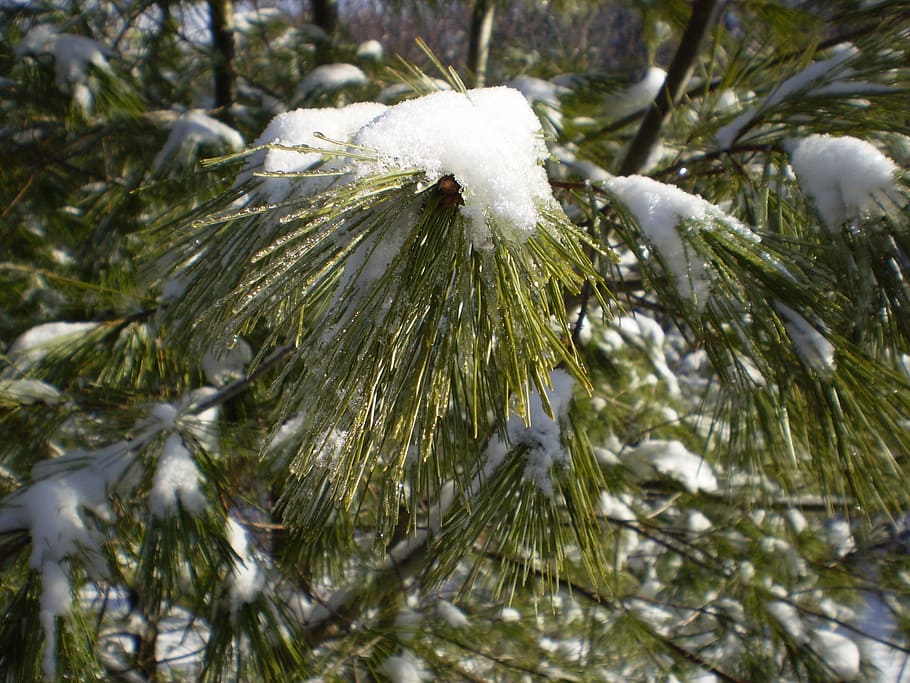 winter, nature, tree, snow, pine, branch, plant, beauty in nature HD wallpaper