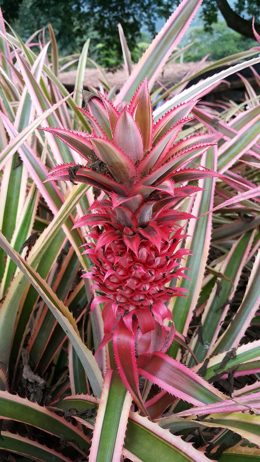 pineapple, garden, landscape, fruit, growth, plant, beauty in nature HD wallpaper