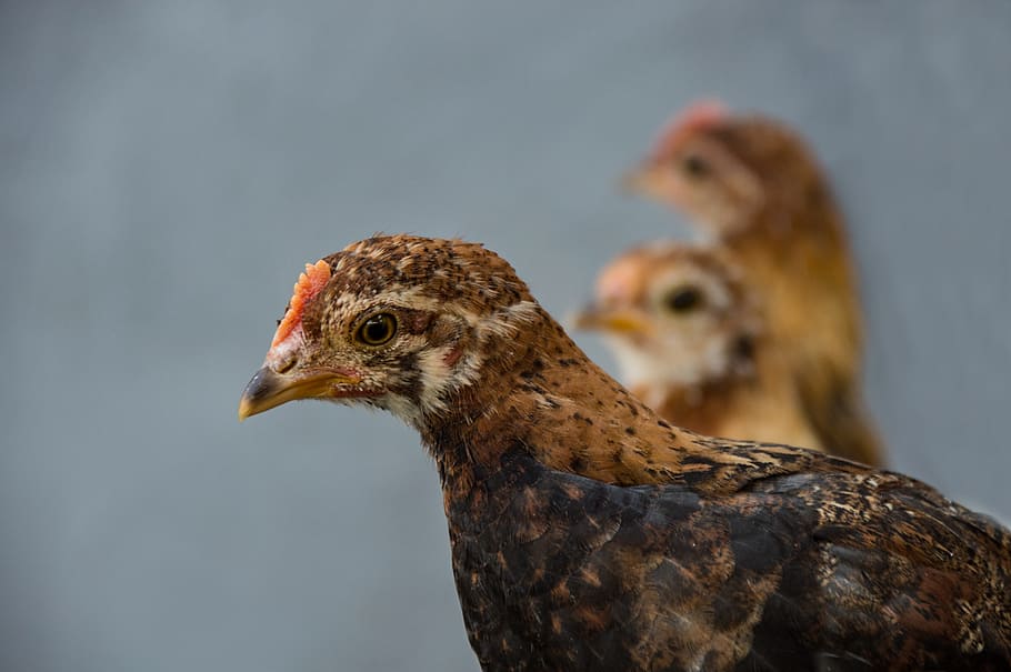 chicken, bantam, young animal, poultry, animals, range, breeding poultry