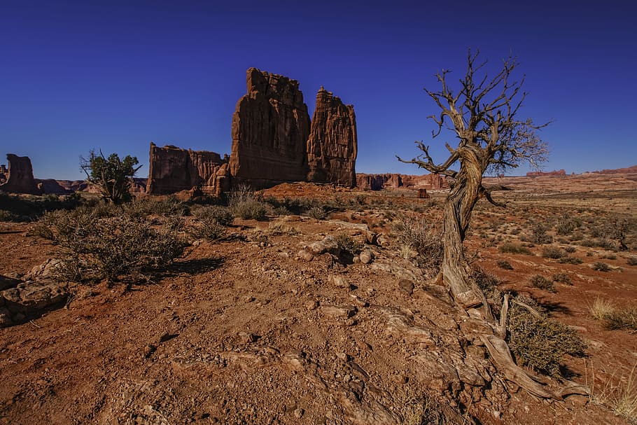 base tree near rock under blue sky at daytime, brown rock mountain during daytime HD wallpaper