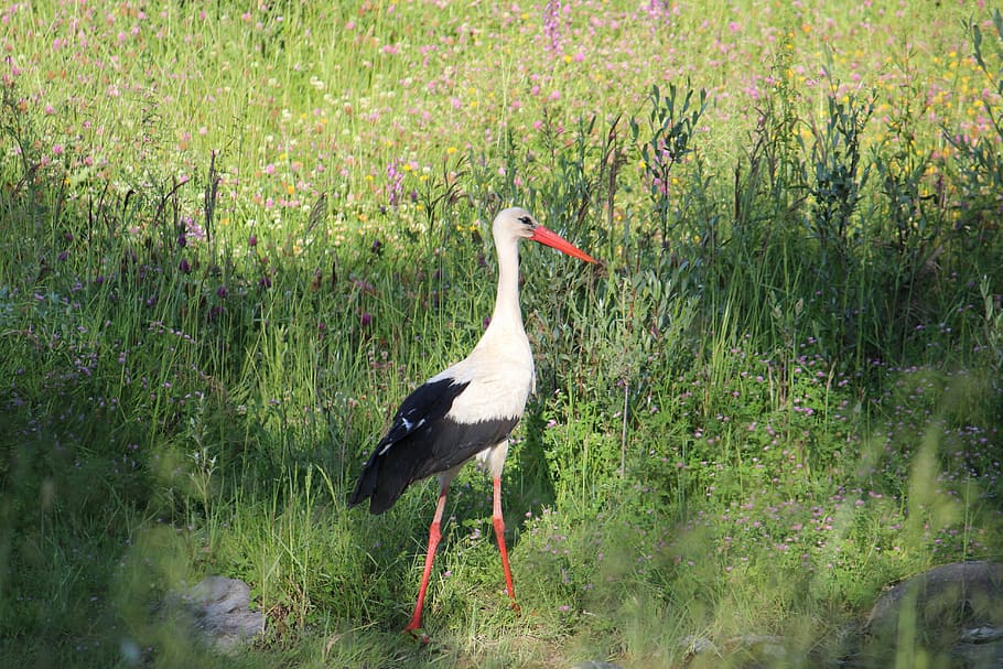 stork, bird, nature, fly, animals in the wild, animal wildlife HD wallpaper