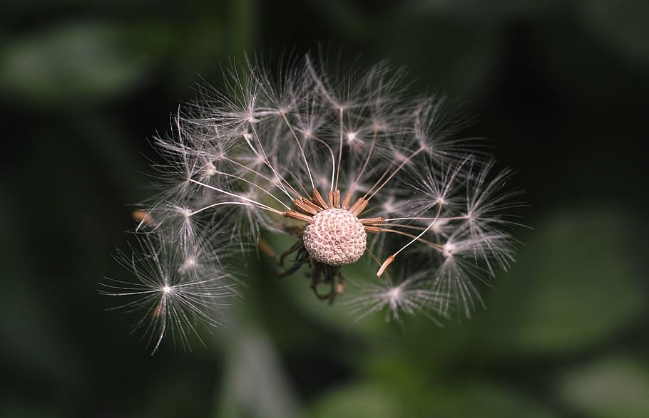 flower, dandelion, garden, spring, plant, macro, summer, beautiful HD wallpaper