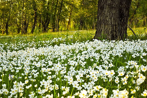 white flower field with large black tree, flowers, fields, gardens HD wallpaper